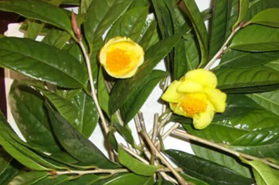 金茶花北方能种植吗 金茶花北方能种植吗