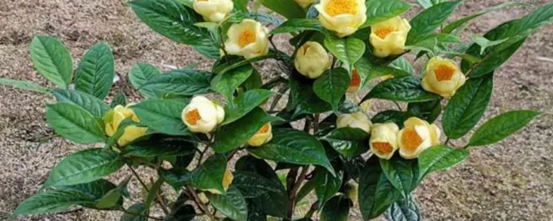 金茶花北方能种植吗 金茶花北方能种植吗