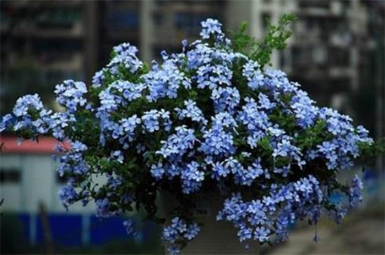 蓝雪花怎么养 蓝雪花怎么养