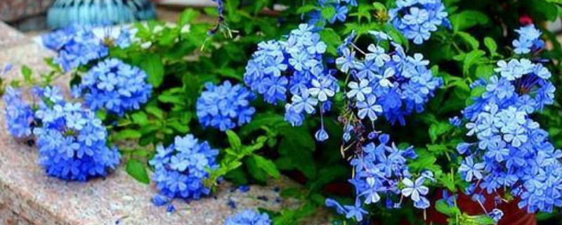 蓝雪花怎么养 蓝雪花怎么养