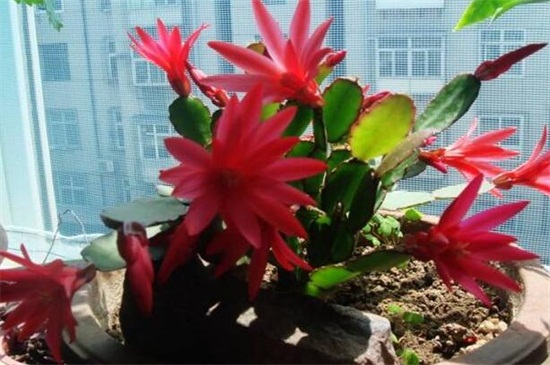假昙花的养殖方法和注意事项 假昙花的养殖方法和注意事项