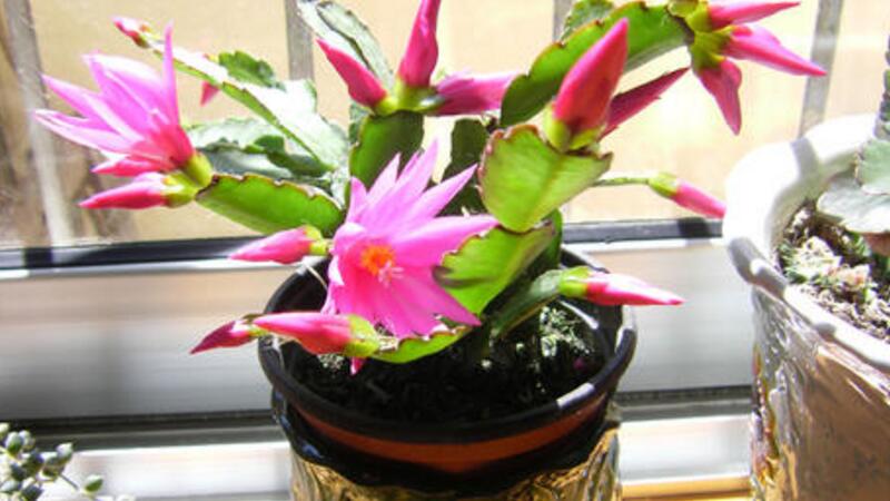 假昙花的养殖方法和注意事项 假昙花的养殖方法和注意事项