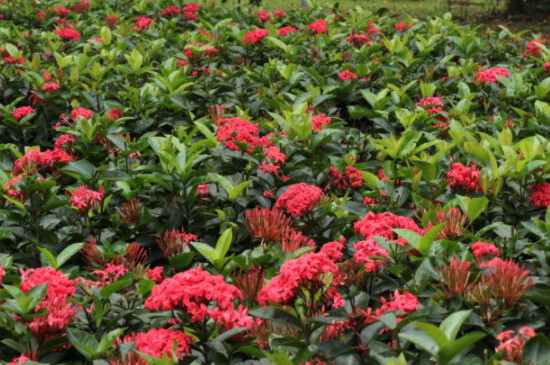 龙船花花期 龙船花花期