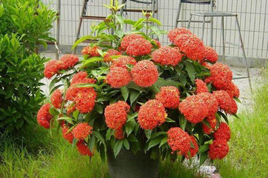 龙船花花期 龙船花花期