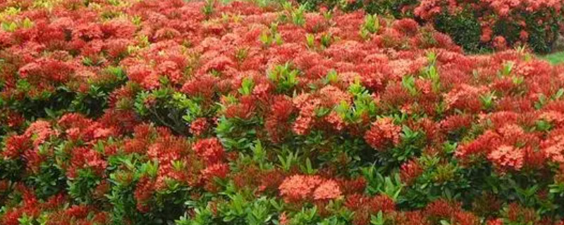 龙船花花期 龙船花花期