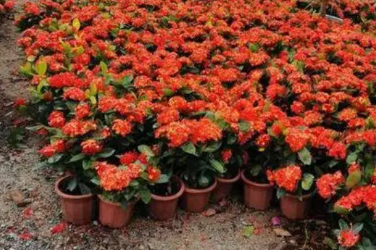 龙船花花期 龙船花花期
