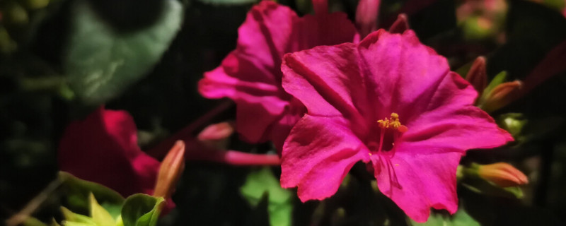 紫茉莉和夜来香是一种花吗 紫茉莉和夜来香是一种花吗