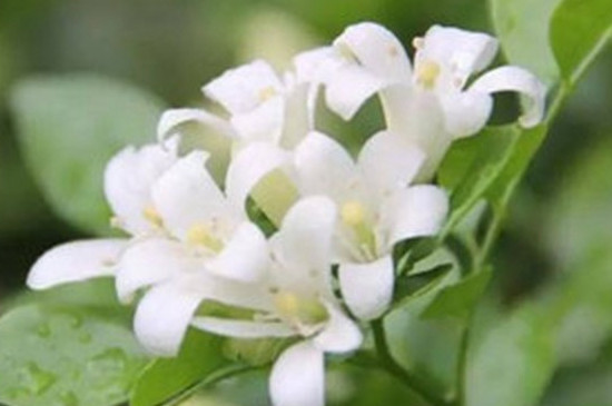紫茉莉和夜来香是一种花吗 紫茉莉和夜来香是一种花吗