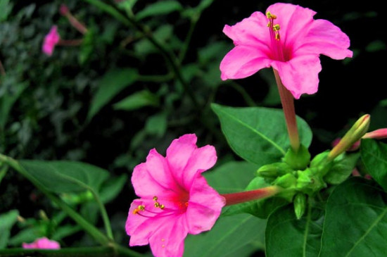 紫茉莉和夜来香是一种花吗 紫茉莉和夜来香是一种花吗