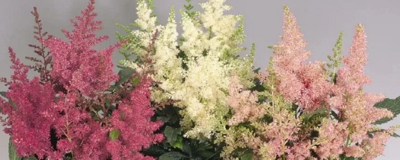 络新妇花怎么种植 络新妇花怎么种植