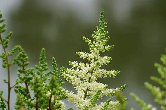 络新妇花怎么种植 络新妇花怎么种植