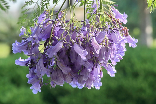 蓝花楹的花语和寓意 蓝花楹的花语和寓意
