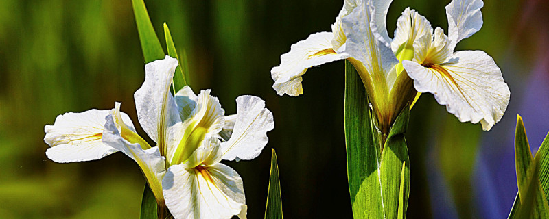 鸢尾花是百合花吗 鸢尾花是百合花吗