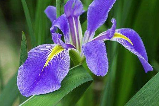 鸢尾花是百合花吗 鸢尾花是百合花吗