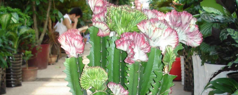 龙骨开花吗开什么样的花 龙骨开花吗开什么样的花