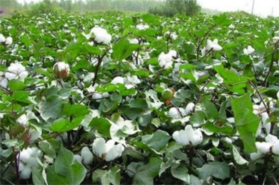 棉花价格多少钱一斤,价格在9.5~14元/公斤 棉花价格多少钱一斤,价格在9.5~14元/公斤