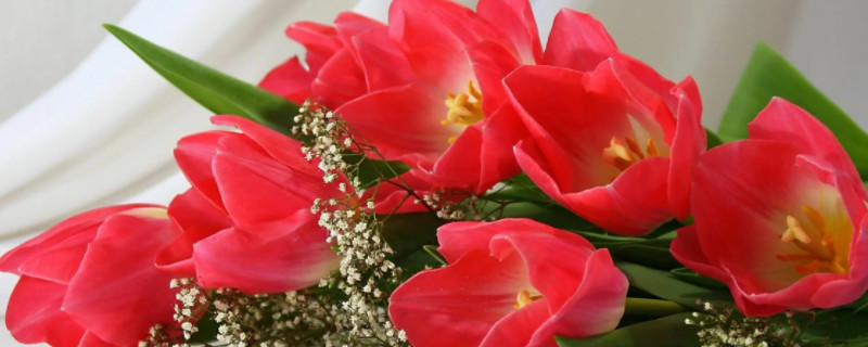 六枝花的花语 六枝花的花语