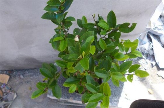 含笑花什么时候开花 含笑花什么时候开花