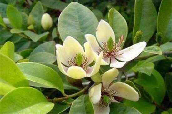 含笑花什么时候开花 含笑花什么时候开花