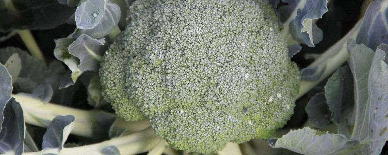 西兰花有虫子还能吃吗 西兰花有虫子还能吃吗