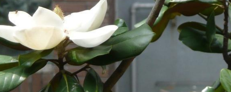 玉兰花有什么特点 玉兰花有什么特点