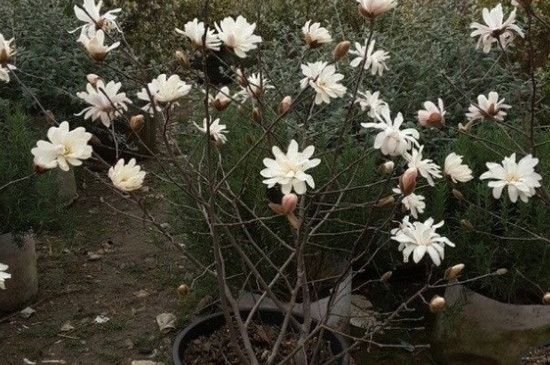 玉兰花有什么特点 玉兰花有什么特点