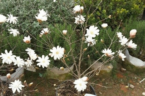 玉兰花有什么特点 玉兰花有什么特点