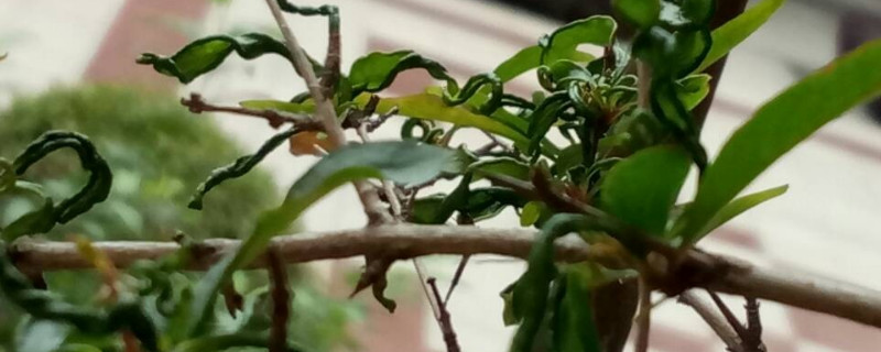石榴花换盆注意事项 石榴花换盆注意事项