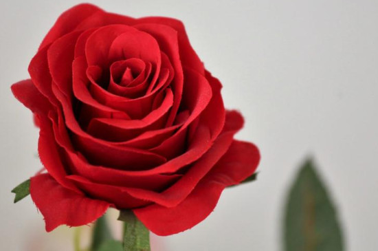 红色玫瑰花的花语是什么 红色玫瑰花的花语是什么