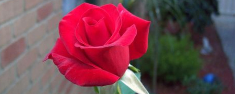 红色玫瑰花的花语是什么 红色玫瑰花的花语是什么