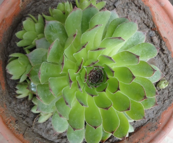 莲花掌怎么养：每年春季需换盆1次