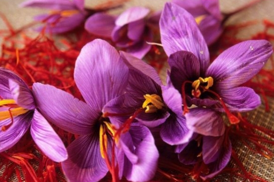 藏红花开完花后怎么处理 藏红花开完花后怎么处理