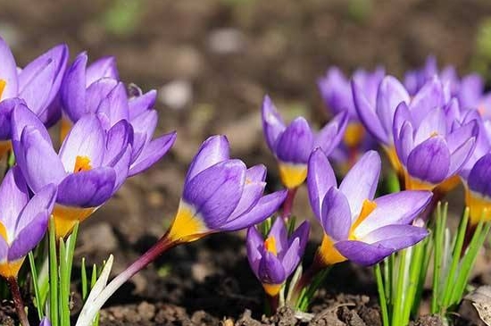 藏红花开完花后怎么处理 藏红花开完花后怎么处理