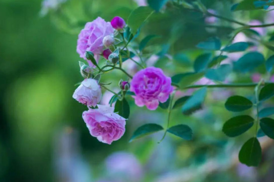 蓝蔷薇的花语 蓝蔷薇的花语