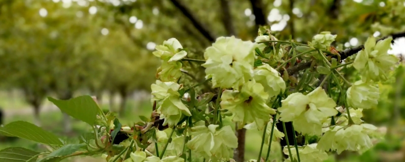 绿色樱花的花语 绿色樱花的花语