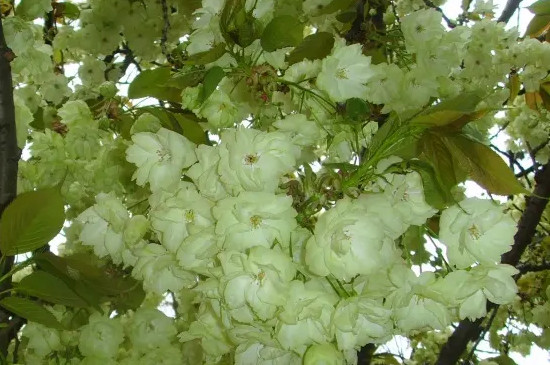 绿色樱花的花语 绿色樱花的花语