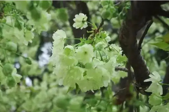 绿色樱花的花语 绿色樱花的花语