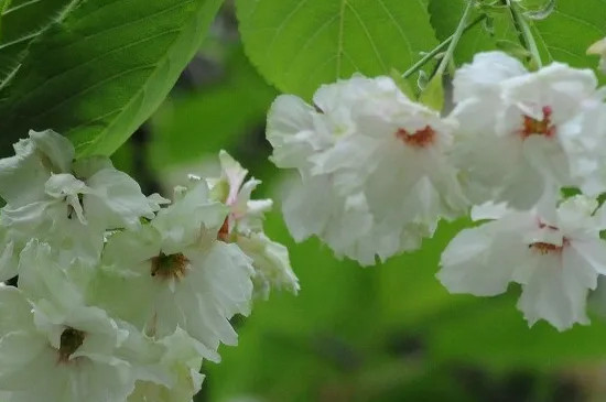 绿色樱花的花语 绿色樱花的花语