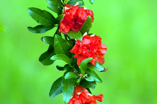 石榴花花语 石榴花花语