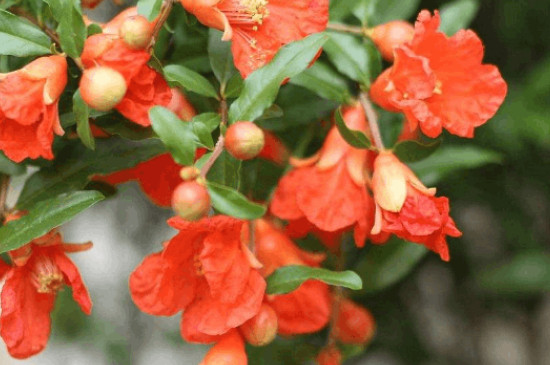 石榴花花语 石榴花花语