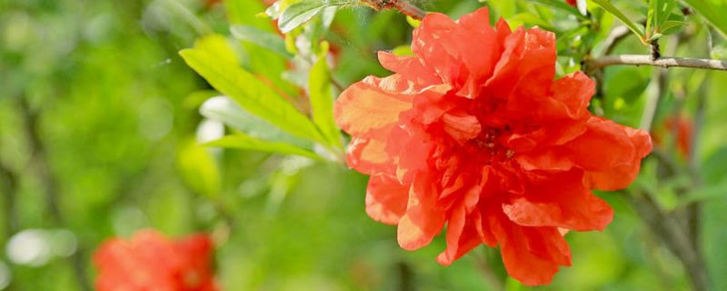 石榴花花语 石榴花花语