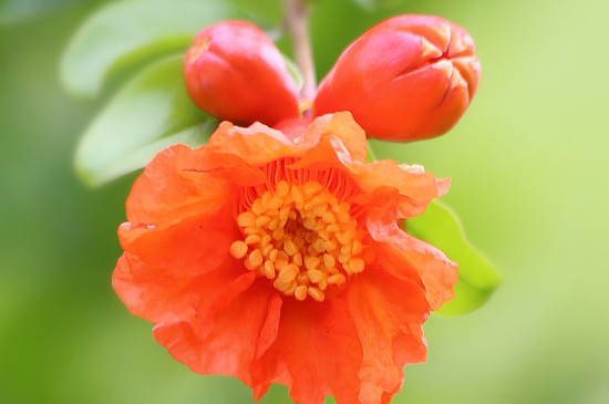 石榴花花语 石榴花花语