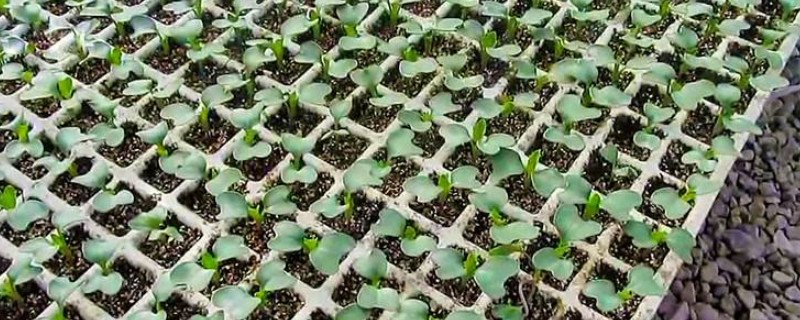 菜花的种植技术及管理方法 菜花的种植技术及管理方法