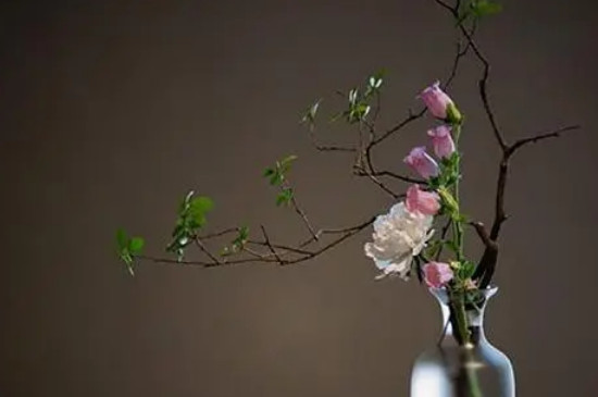水培玉兰花的养殖方法和注意事项 水培玉兰花的养殖方法和注意事项