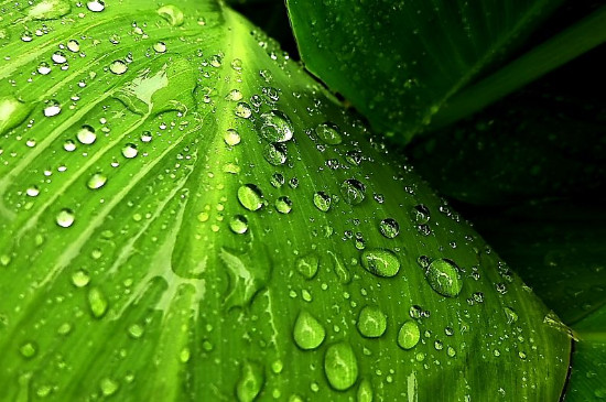 芭蕉叶的吉祥寓意 芭蕉叶的吉祥寓意
