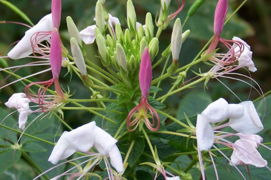 醉蝶花怎么育苗 醉蝶花怎么育苗