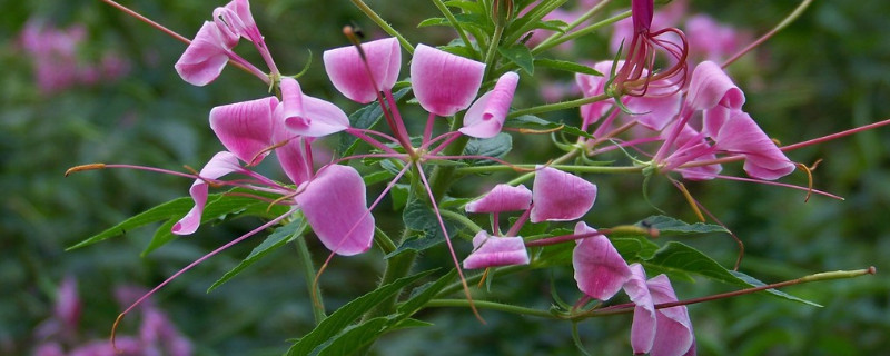 醉蝶花怎么育苗 醉蝶花怎么育苗