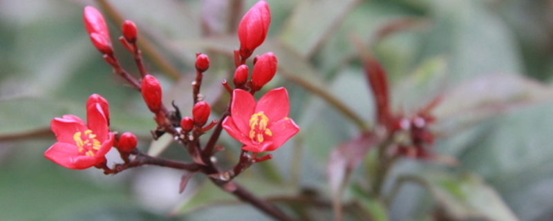 珊瑚花叶子打卷为什么? 珊瑚花叶子打卷为什么?