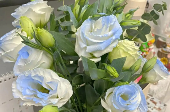 碎冰蓝洋桔梗花语是什么 碎冰蓝洋桔梗花语是什么