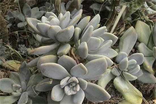 石莲花有毒吗,无毒可放心盆栽养护 石莲花有毒吗,无毒可放心盆栽养护